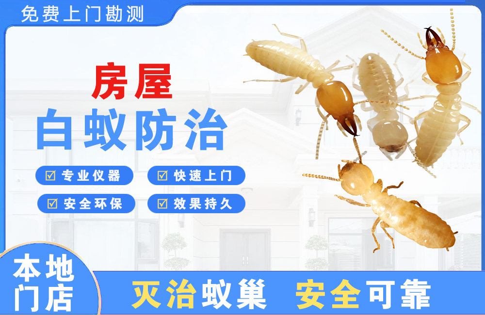 平阳房屋白蚁防治